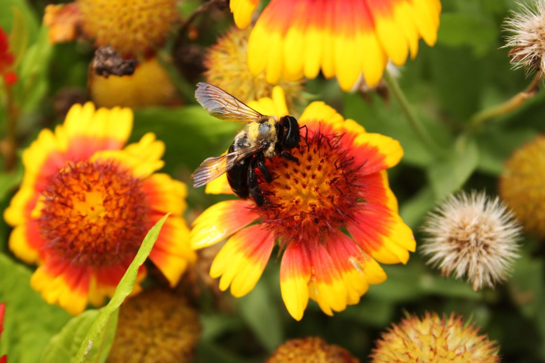 carpenter bee on a gaillardia flower