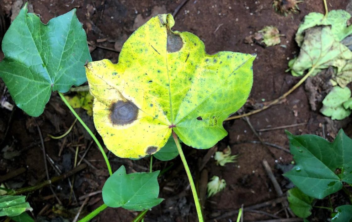 Figure 2. Infected cotton leaf with target spot turning yellow in color.