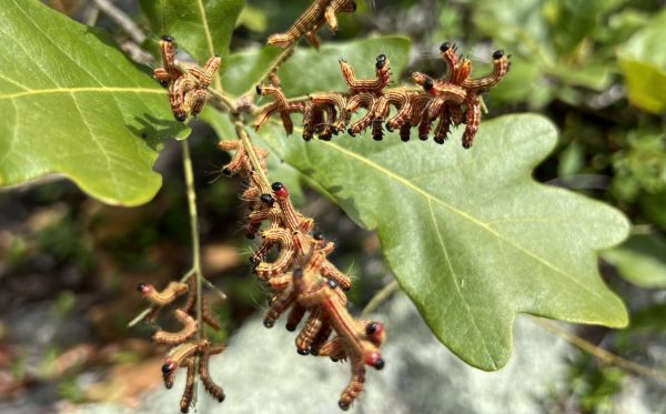 Figure 11. Oaks support numerous species including these Datana caterpillars.