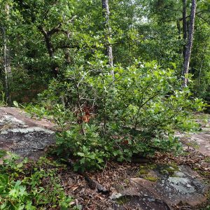 Figure 4. Alabama Sandstone Oak can be found growing as a multi-stemmed shrub.