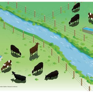 Figure 7. Fencing prevents animals from getting into the water. A vegetative strip along the streamlines prevents direct entry of nutrient-rich water into the stream.