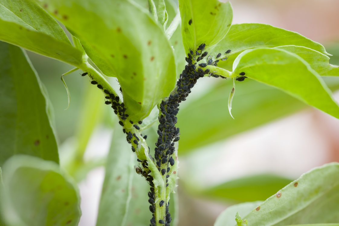 Spiders are among most effective predators of plant pests