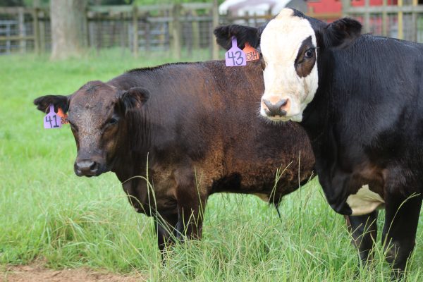 Two angus-crossed, weaning-age calves with tags in their ears
