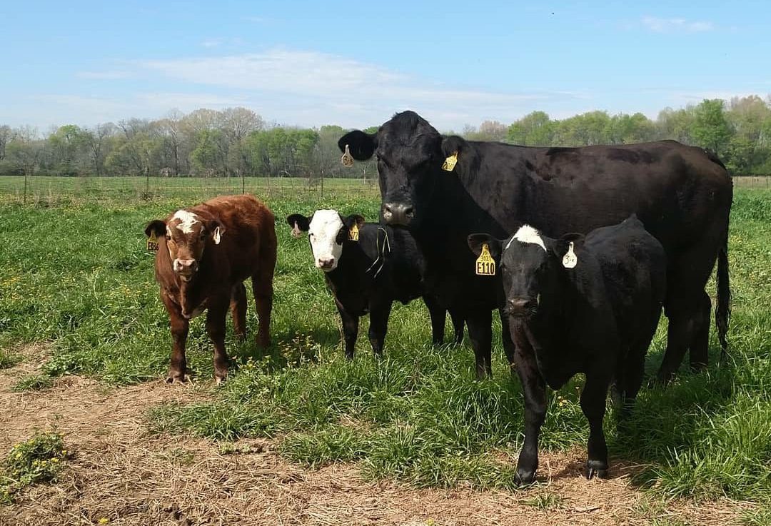 An angus cow standing in a pasture surrounded by three calves.