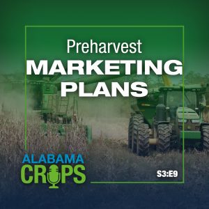 An image of a combine emptying corn into a buggy with the following text: Alabama Crops Season 3 Episode 9 – Preharvest Marketing Plans
