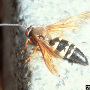 Cicada Killer Wasp