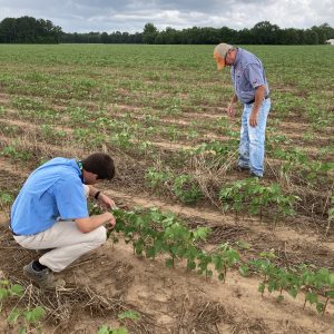 Figure 15. Extension specialists Steve Brown and Scott Graham check on-farm cotton crop.