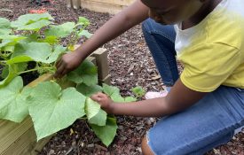 A student picking a vegetable in school garden.