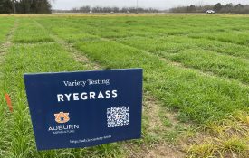 A sign that marks a forage variety trial at Auburn University.