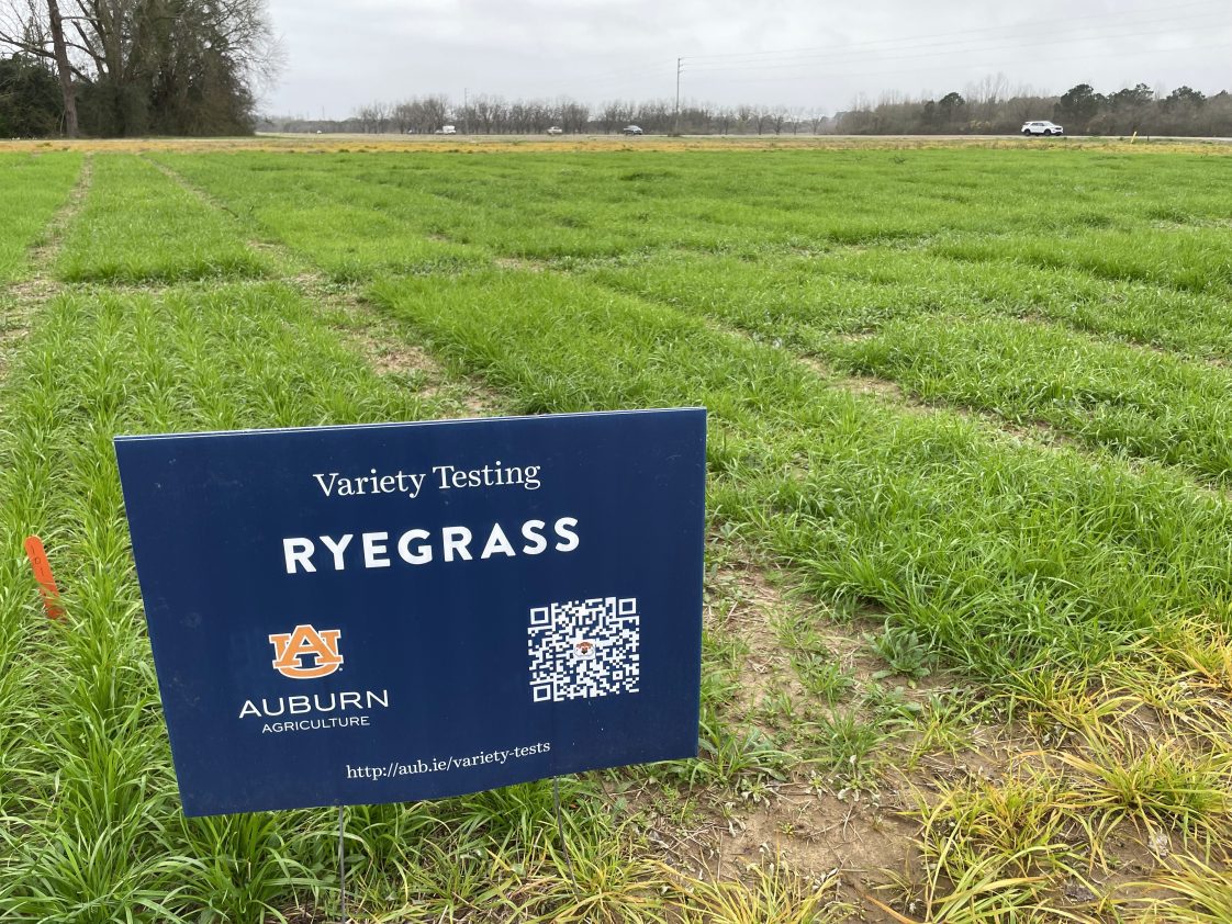 A sign that marks a forage variety trial at Auburn University.