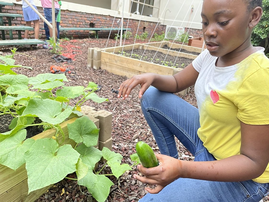 A student picking a vegetable in school garden.