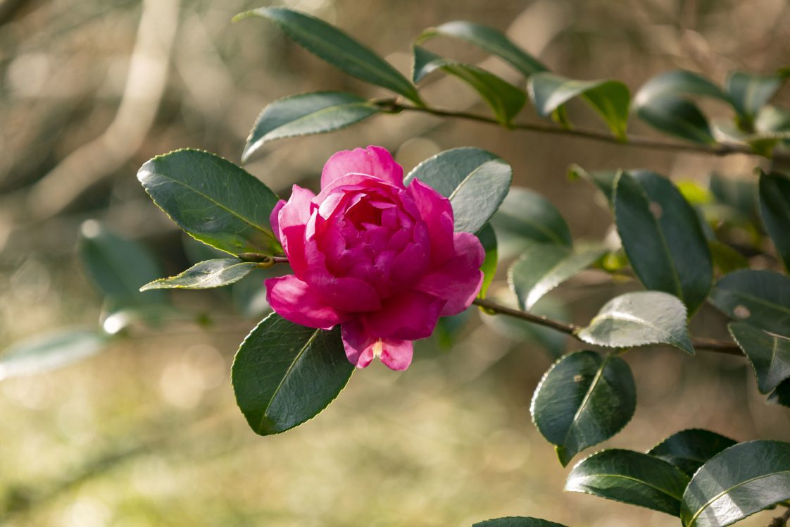 A purple camellia flower