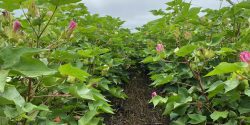 field of cotton in bloom