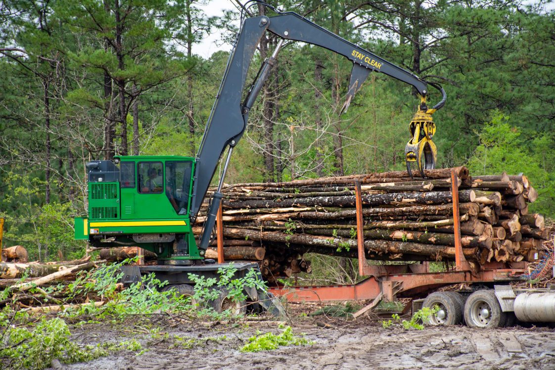 A logging crew harvesting trees.