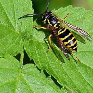 Eastern Yellow Jacket