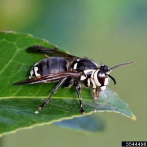 Baldfaced Hornet