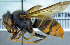Invasive yellow-legged hornet photographed