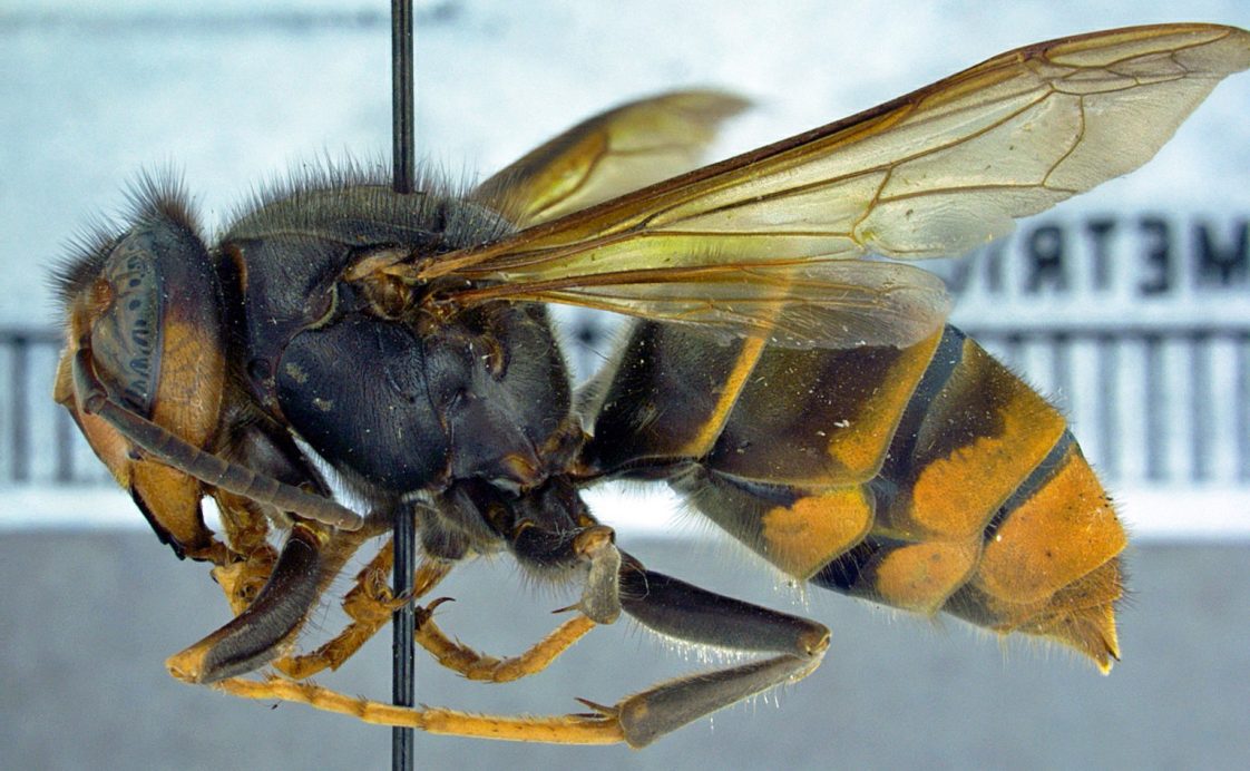 Invasive yellow-legged hornet photographed