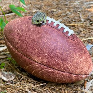 A barking tree frog resting on a football
