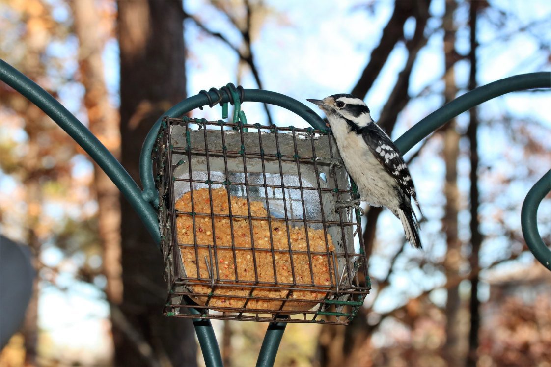 Downy woodpecker on a suet feeder