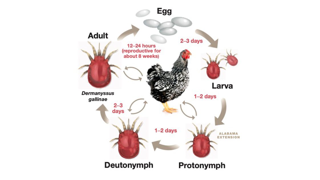 The Life Cycle of Poultry Red Mites
