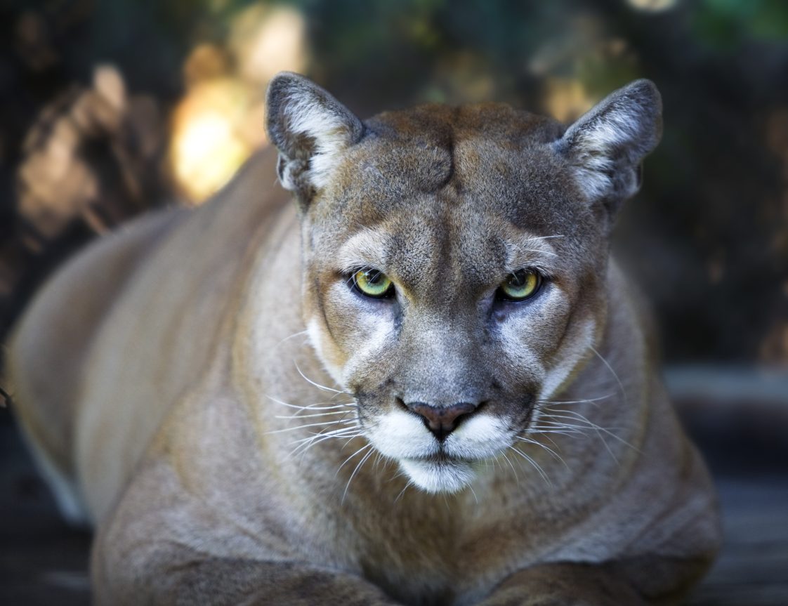 A close up of a mountain lion while it stares intensely into the camera.
