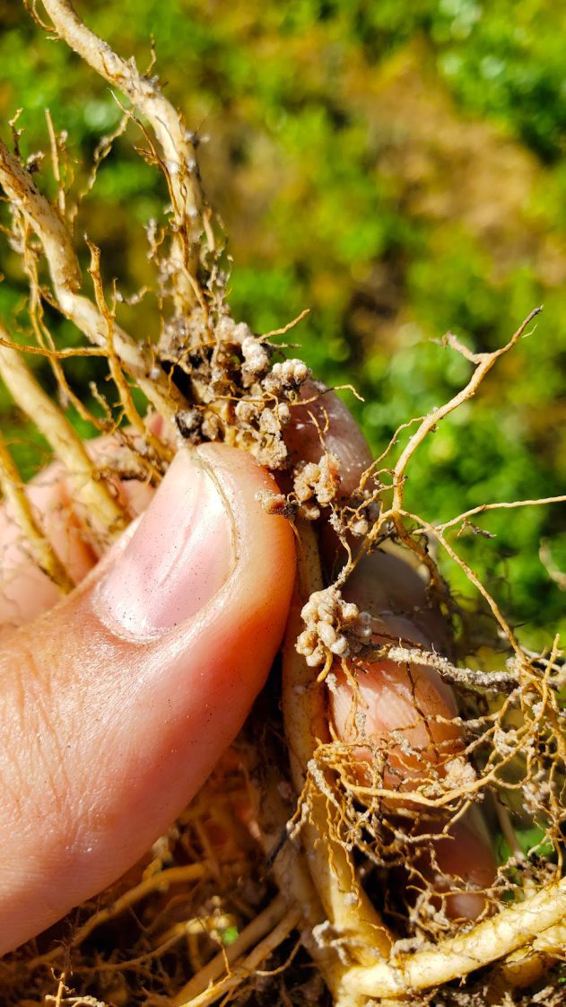 A hand holding and showing a legume nodule.