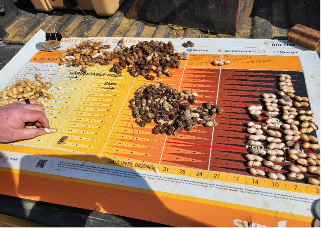 Figure 14. Members of the Agronomic Crops Team conductpod blasting to assist peanut growers with digging timing.