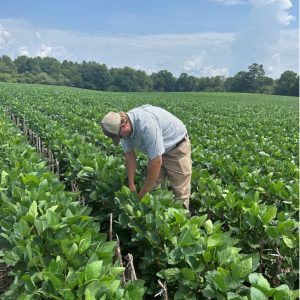 Figure 4. Cade Grace scouts soybeans for disease in west Alabama.
