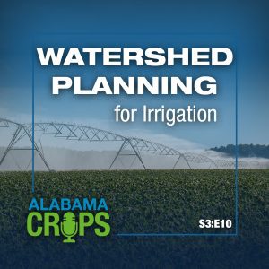 A graphic for the Alabama Crops Podcast with a picture of a irrigation system in a cotton filed with the following text: Watershed Planning for Irrigation S3:E10