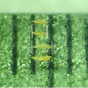 Chili thrips as seen through a microscopic lens. 