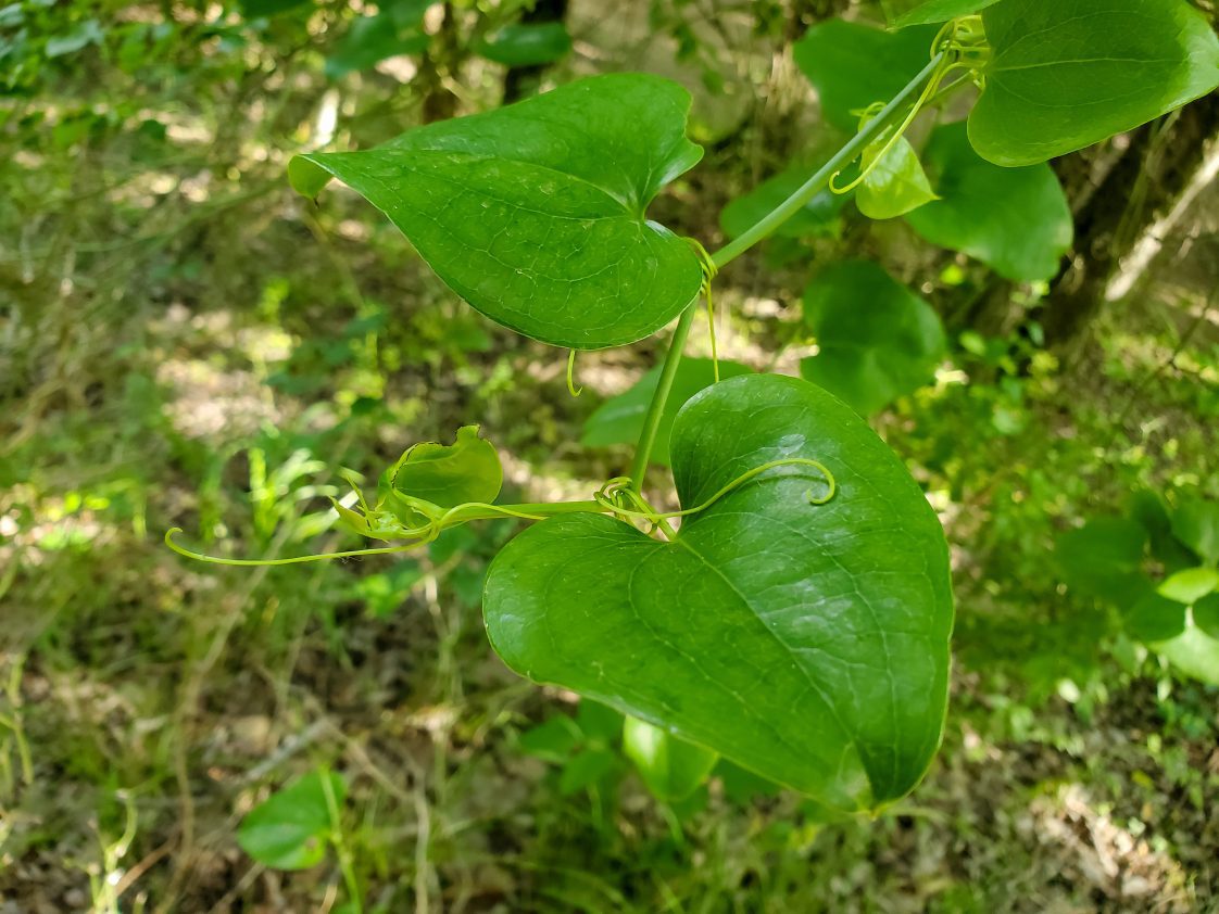 A greenbrier vine with tendrils growing upward.