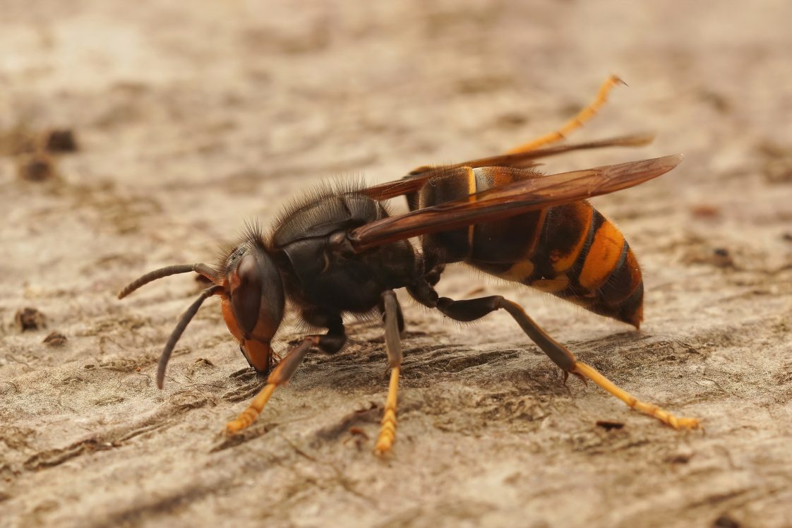 A yellow-legged hornet sitting on wood