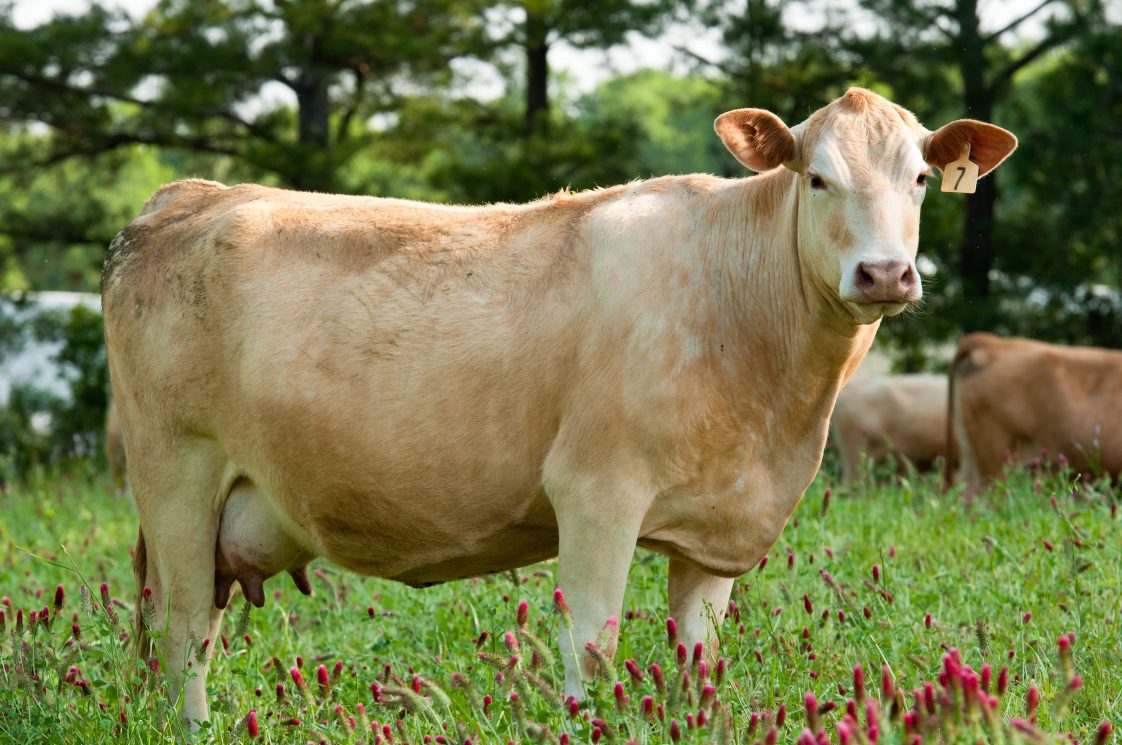 A cream colored cow standing in a pasture with crimson clover.
