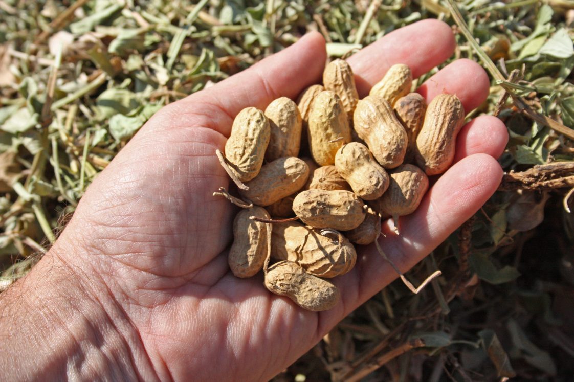 peanuts in a hand