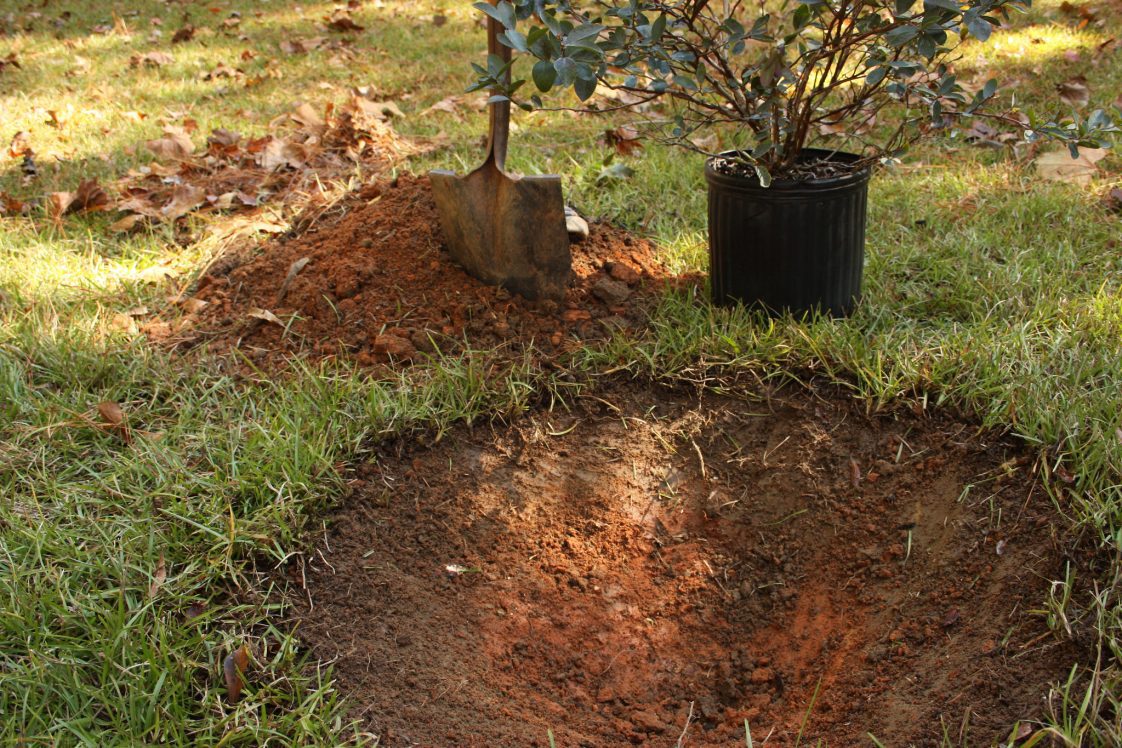 a hole in the ground dug to plant blueberries