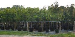 trees in pots at a tree nursery
