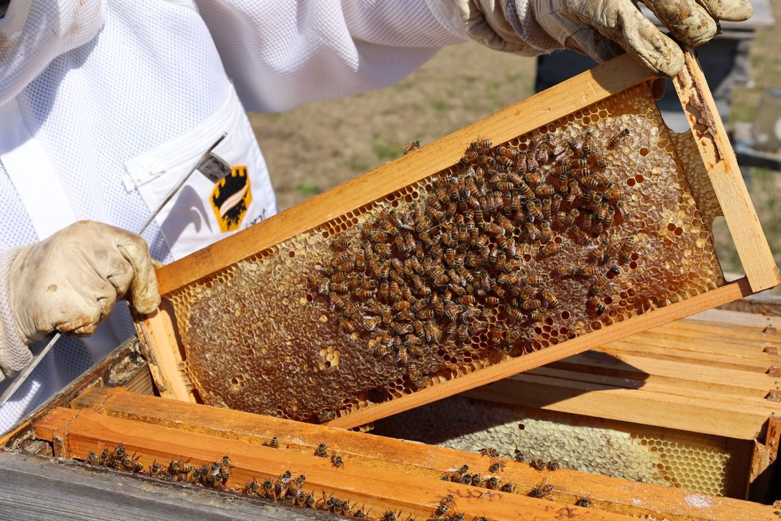 A beekeeper holding a frame from a bee hive.