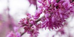 Redbud Tree Blooming