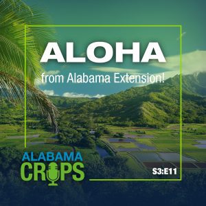 Season 3 Episode 11 - Aloha from Alabama Extension! copy