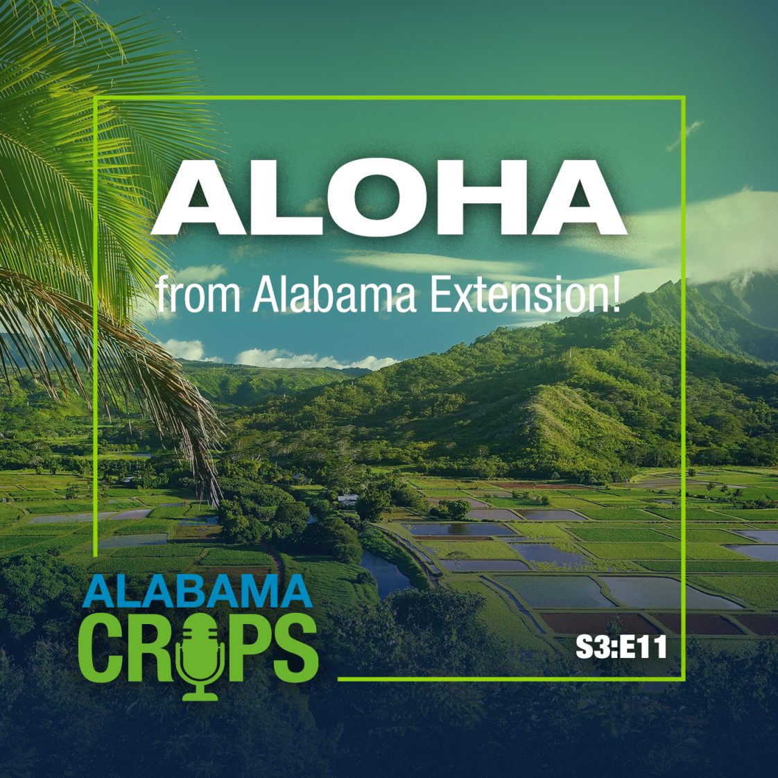 Season 3 Episode 11 – Aloha from Alabama Extension!