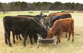 Black and red cattle eating feed out of a trough.