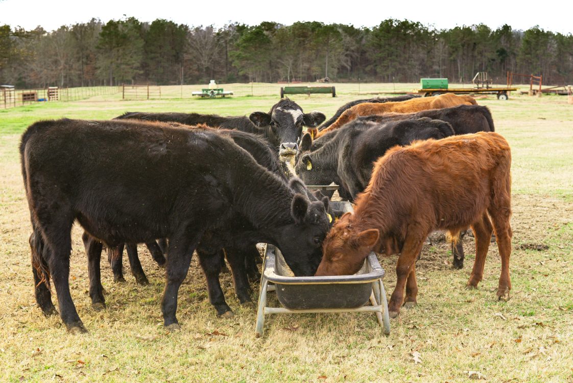 Black and red cattle eating feed out of a trough.
