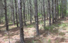 A 15-year-old forest plantation