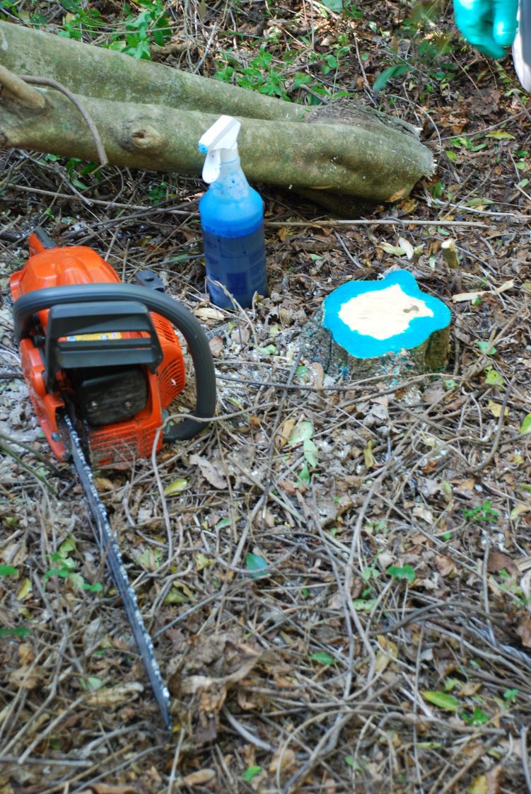 Figure 1. Cut stump treatments are an effective method for woody plant control, including many invasive species.