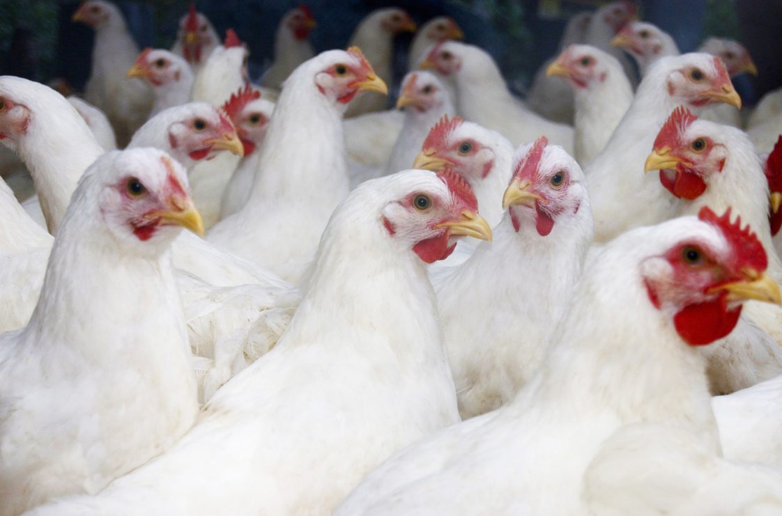 Flock of large white broiler chickens approximately 10 weeks old and ready to be processed.