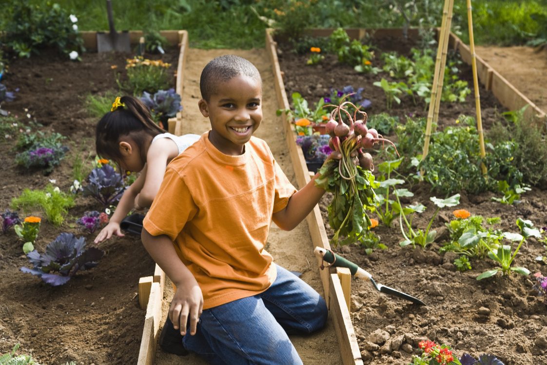A smiling boy in garden holding beets.