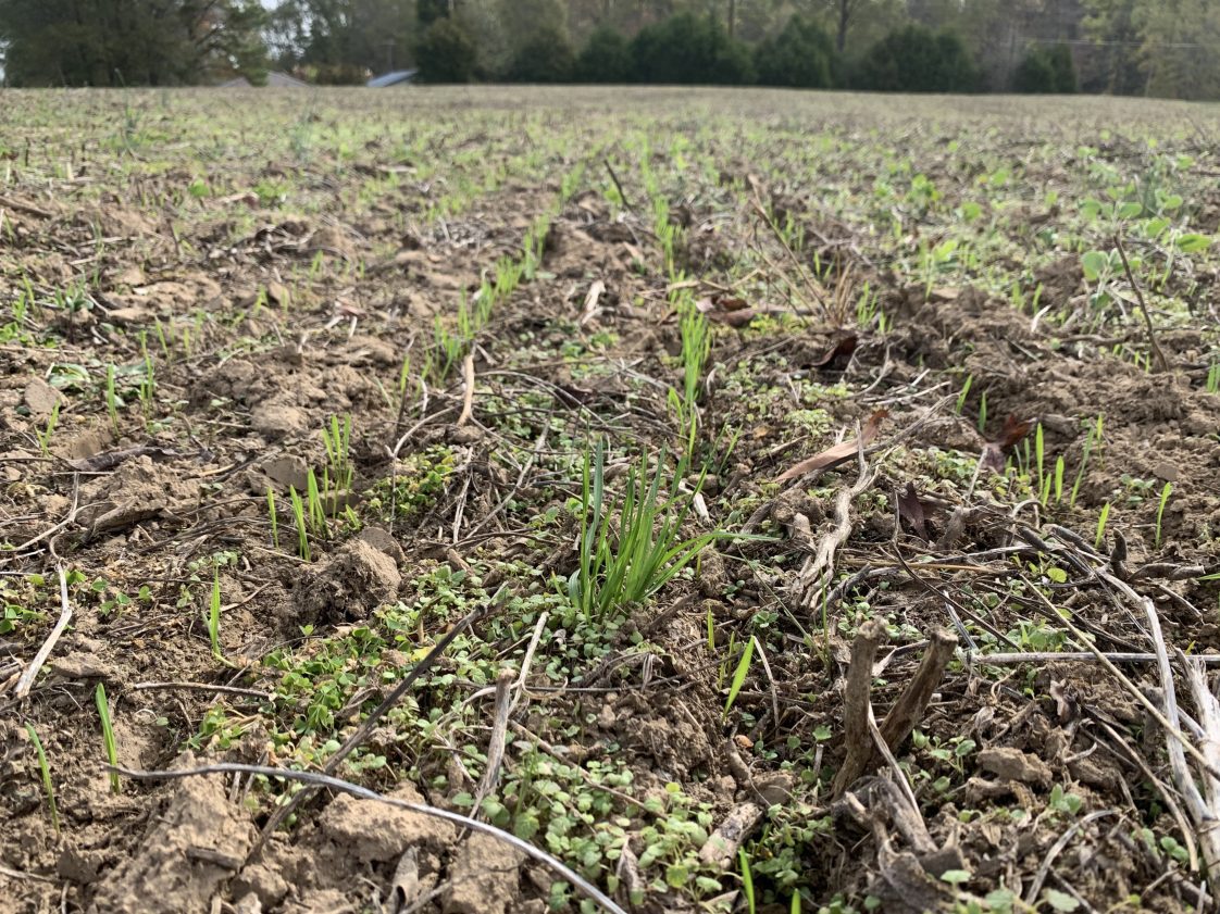 Annual ryegrass weed competition in winter wheat