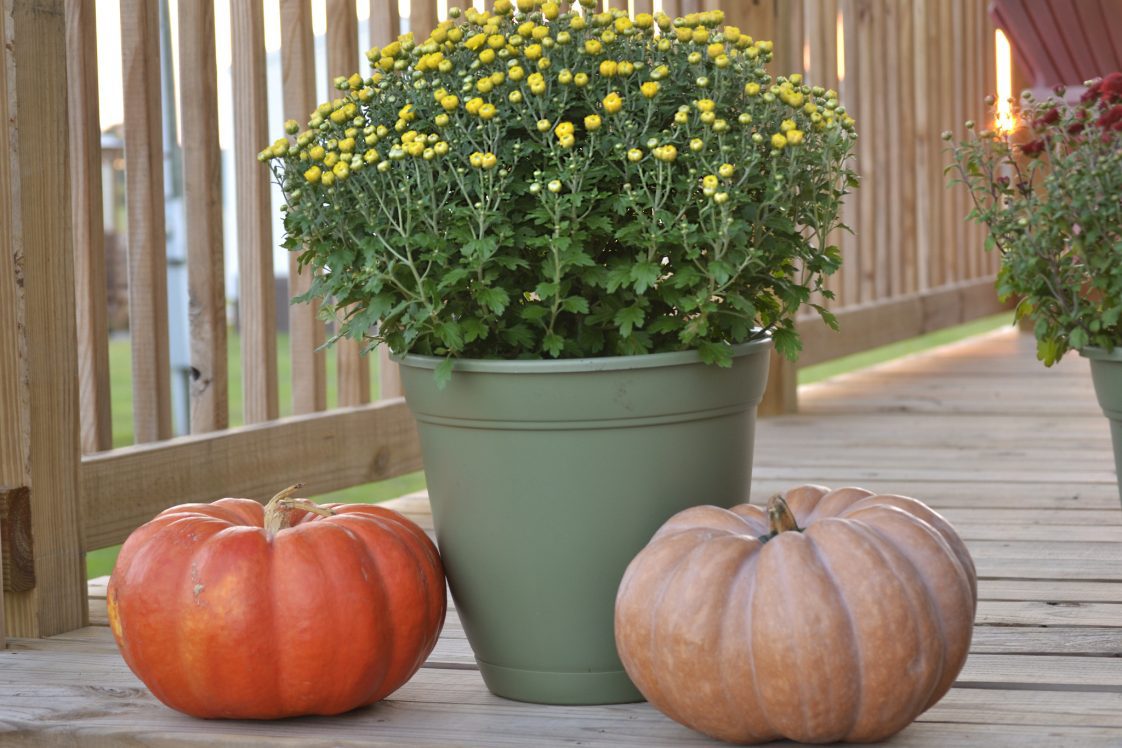 Pumpkins and Yellow Mum