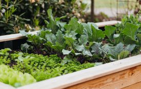 Various vegetable in a raised bed